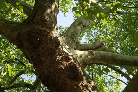 Tree