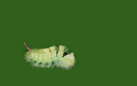 Does anyone know the correct name for this caterpillar? Thank you