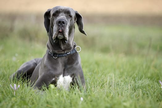 Great Dane male