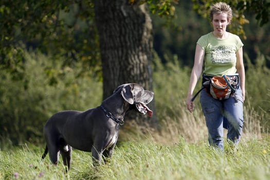 Great Dane male with wife