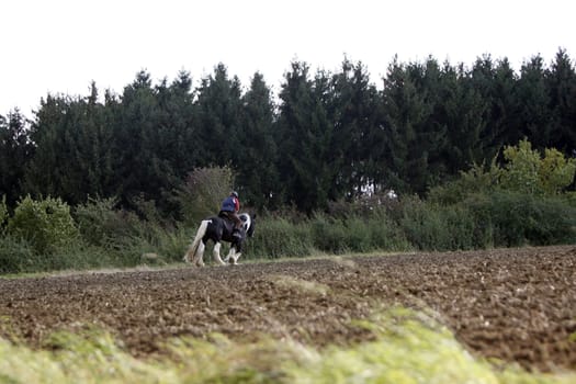 Rider in the field