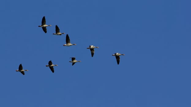 V-Formation