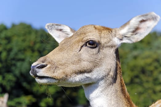 Roe deer