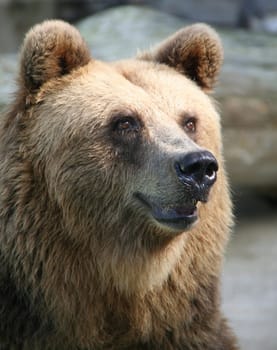 Bear Portrait
