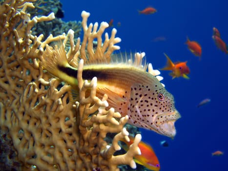 Forster's Tufted Perch