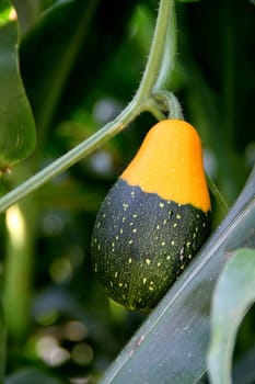 Pumpkin plant
