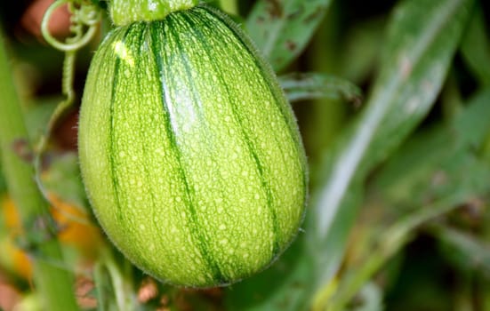 Pumpkin plant