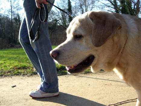 Dog on leash - walk
