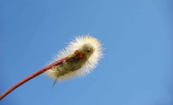 Caterpillar 7