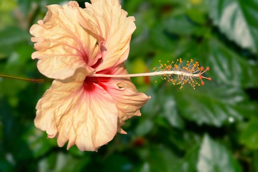 Hibiscus flower