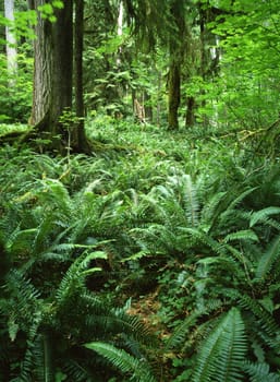 Forest with fern