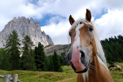 Alpine Horse
