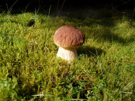 Young porcini mushroom