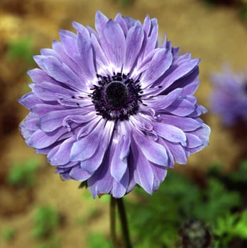 Anemone