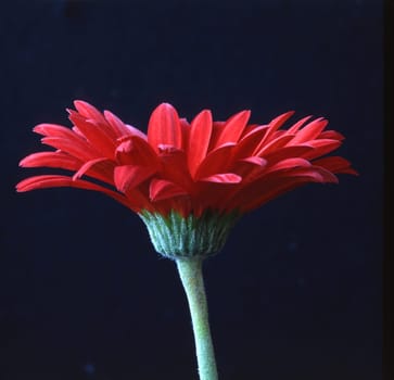 Gerbera