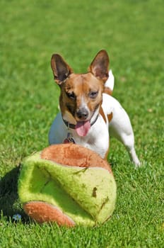 Yes,if she wants to,she can break any ball,no matter how big!