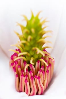 Botanical Eroticism