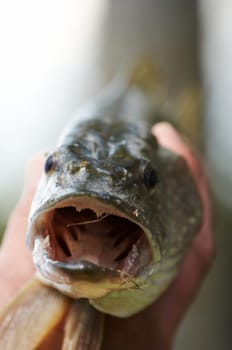 Pike
