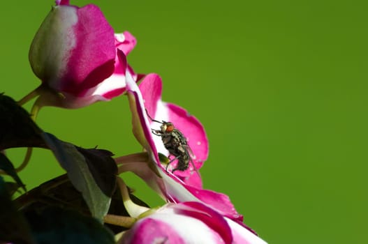 Flesh fly - Sarcophaga carnari
