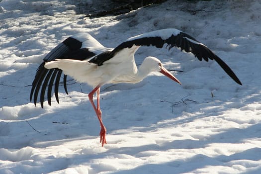 Stork