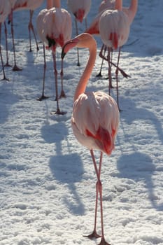 Flamingo
