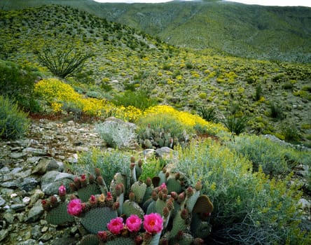 DESERT