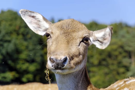 Roe deer 2