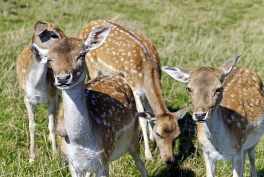 Deer in the meadow
