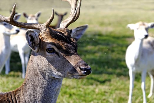 Stag