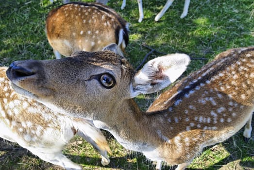Curious deer