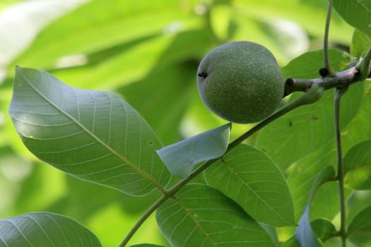 Walnut