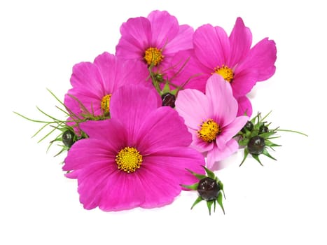 Cosmea