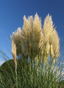 Pampas grass in the garden. The beautiful perennial was home to Argentina,Brazil and Uruguay.