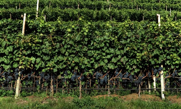 Vineyard at Lake Caldaro