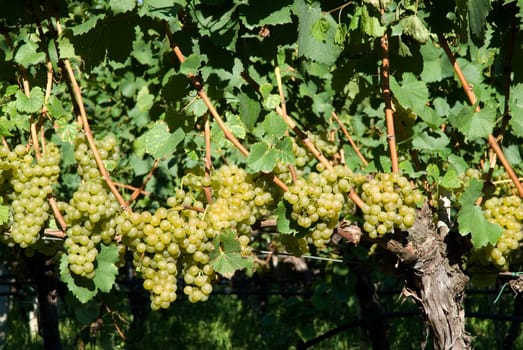 Lake Caldaro White Wine