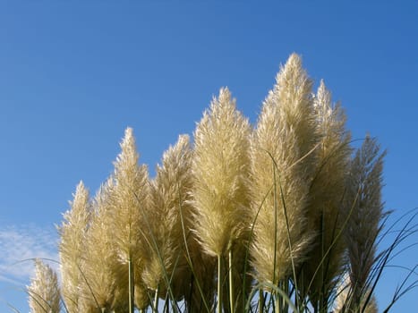 Ornamental perennials