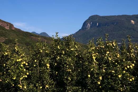 Yellow apple variety