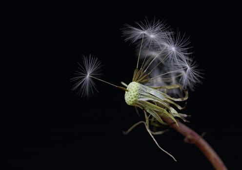 Dandelion