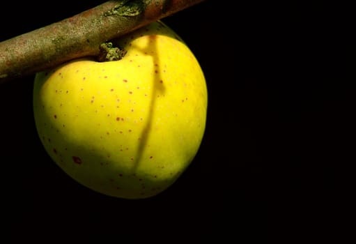 Ornamental quince