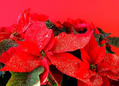 Poinsettia