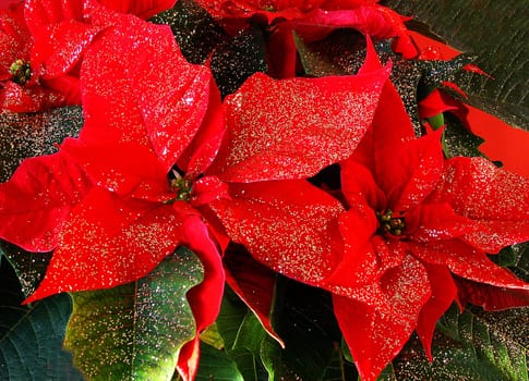 Poinsettia