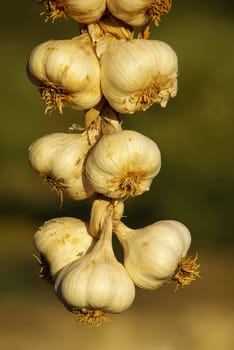 Garlic 01