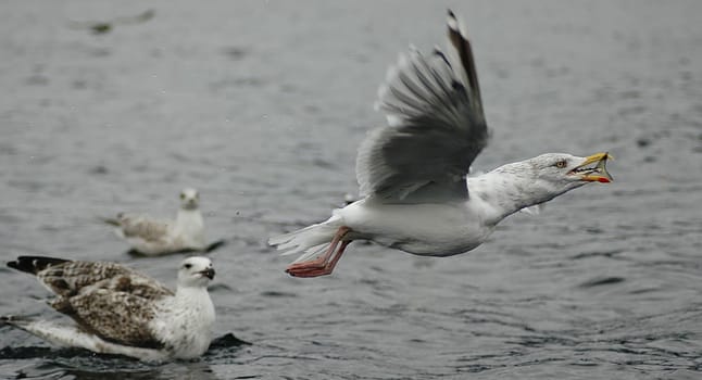 Is not such a great photo from the composition of the picture,because the seagull flies out of the picture.... But it all happened so fast... that I hardly had a chance. We were just in the boat,fishing and the seagulls are already circling above you....! The k