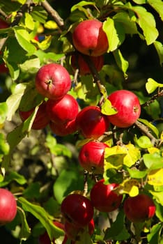 Apple 09