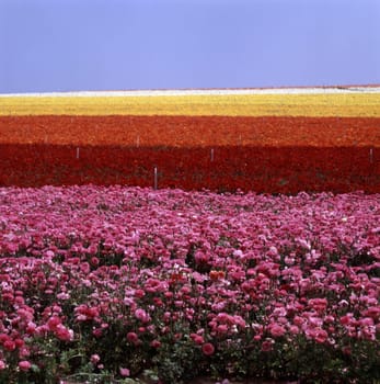 Flowers without food