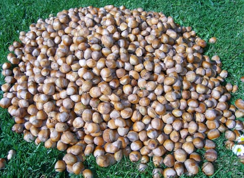 Hazelnuts