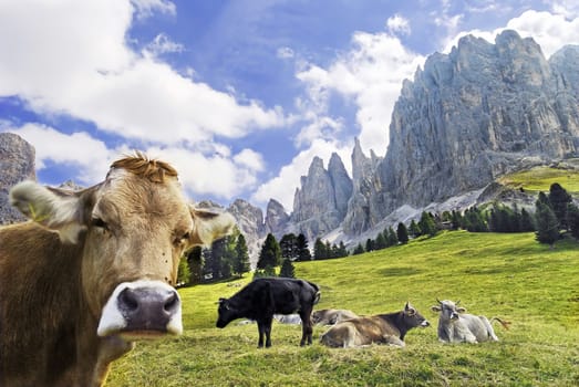 Happy cattle