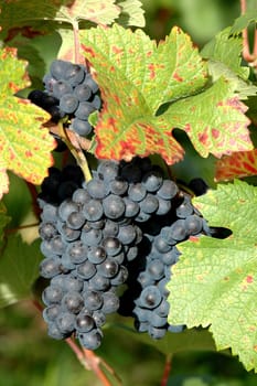 The Black Riesling comes from the Burgundy family and has been cultivated in Württemberg for centuries. The early ripening of his grapes makes him less demanding of the location than Trollinger and Lemberger. Bright red,delicate fullness and