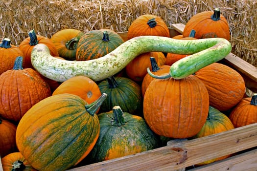 Autumn Fruits