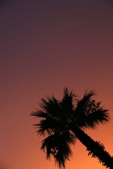 Palm tree